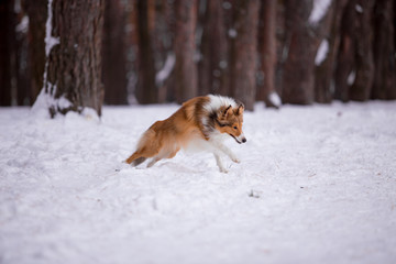 Sheltie dog in the winter forest
