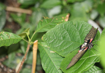monarch butterfly, orange, brown, leaf, green