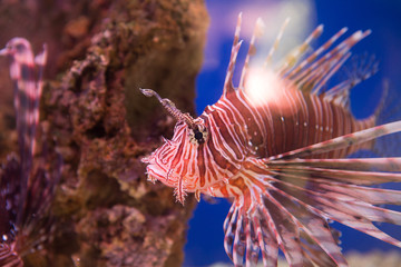Lionfish-Zebra, or Zebra fish, or striped lionfish lat. Pterois volitans is a fish of the Scorpion family.