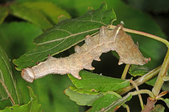 Notodonta torva (H&Uuml;BNER, [1807-1809]) Gelbbrauner Zahnspinner , Raupe DE, NRW, Wuppertal 25.05.2014