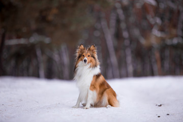 dog, white, sheltie, background, winter, portrait, cute, beautiful, park, nature, forest, toy, breed, red, happy, fun, outdoor, animal, cold, snow, black, funny, pet, coat, sheepdog