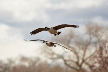 Wildlife