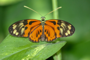 monarch butterfly, orange, brown, leaf, green