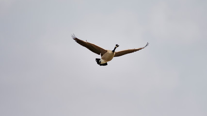 Wildlife