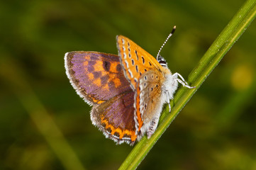 Lycaena helle ([DENIS & SCHIFFERMÜLLER], 1775) - Blauschillernder Feuerfalter , Männchen DE, NRW, Eifel, Blankenheim 19.05.2014