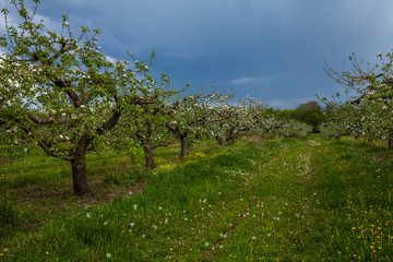 Old blooming apple garden