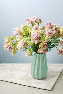 Serruria florida (blushing bride) flower. Proteaceae family of plants.