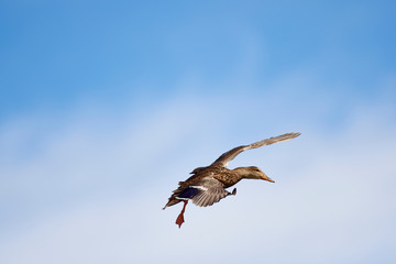 Wildlife