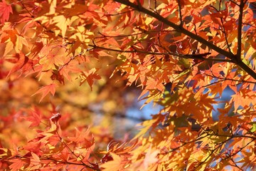 Autumn foliage in Japan