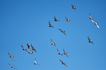 Wildlife