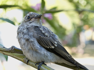 Sparrow on a branch