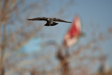 Wildlife