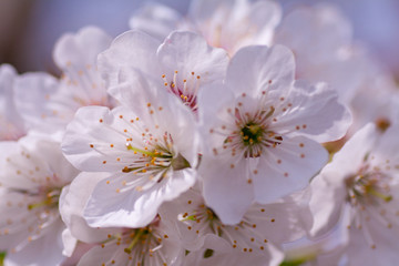 Branches of blossoming apricot macro