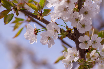 Branches of blossoming apricot macro