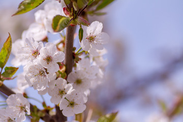 Branches of blossoming apricot macro