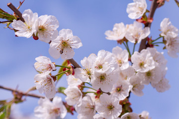 Branches of blossoming apricot macro
