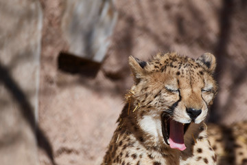 Wildlife