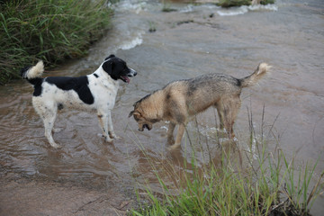 Two dogs playing in river