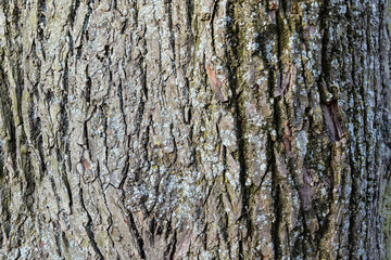 bark of a tree with moss