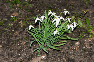 snowdrops in the garden