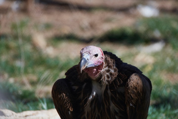 Wildlife