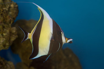 Moorish Idol Zanclus cornutus the type of fish known as Gill in Finding Nemo.