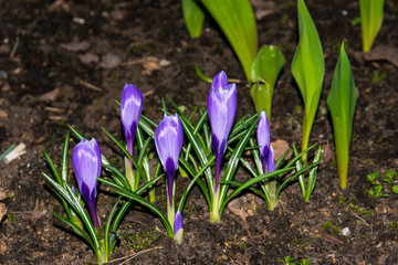 spring crocus flowers