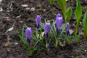 crocusin garden  in spring