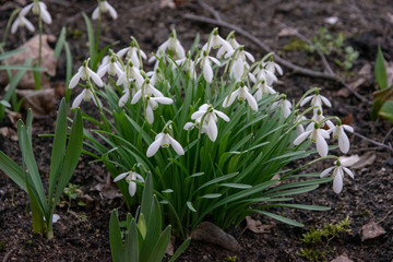 snowdrops in the garden