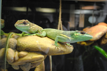 two lizards in a terrarium