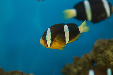 Amphiprion polymnus, also known as the saddle back clown fish or yellowfin anemone fish, is a black and white species of anemone fish with a distinctive saddle.