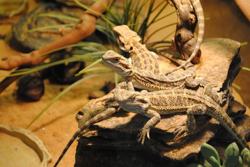three lizards on a rock