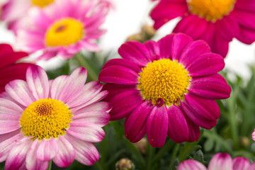 Strauchmargerite (Argyrathemum frutescens)