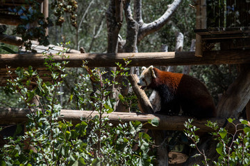 Red panda on a tree with green leaves.	