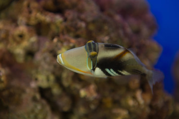 Lagoon triggerfish Rhinecanthus aculeatus , also known as the Picasso triggerfish.