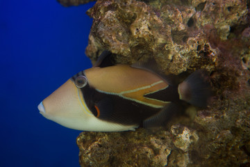 Lagoon triggerfish Rhinecanthus aculeatus , also known as the Picasso triggerfish.