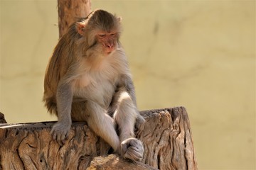 Macaque sitting lonely with feelings