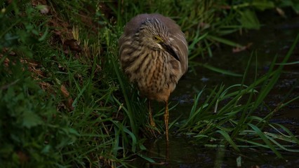 Grey heron in search of Pray