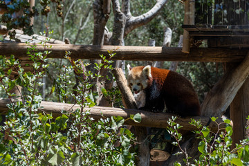 Fototapeta premium Red panda on a tree with green leaves. 