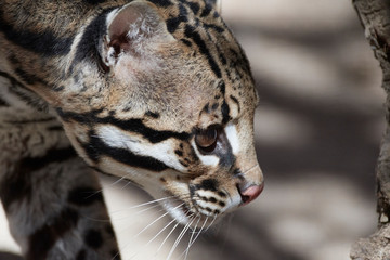 Wildlife