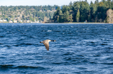 Canada Goose In Flight