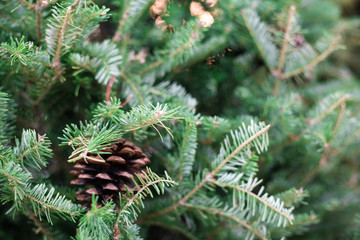 Close up of christmas tree with pine fruit blurred background