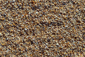 texture small remains of seashells and snails trimmed