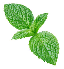 Fresh mint isolated Clipping Path