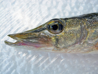 Head of caught predatory fish close up