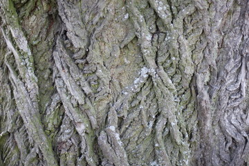 bark, tree, texture