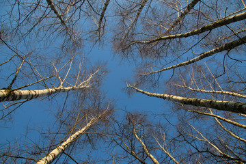 birch forest looking up