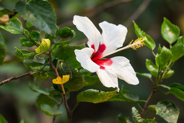 Close up of White Hibiscus rosa-sinensis