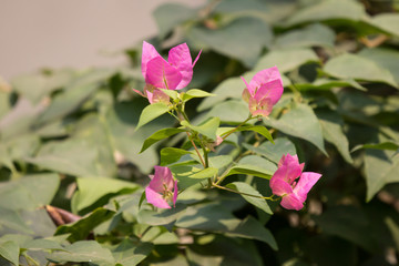 Pink  Bougainvillea flower
