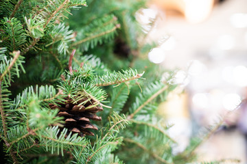 Fototapeta premium Close up of christmas tree with pine fruit blurred background